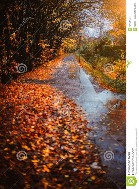 Sidewalk In A Autumn Rainy Day Fallen Golden Leaves Laying On The