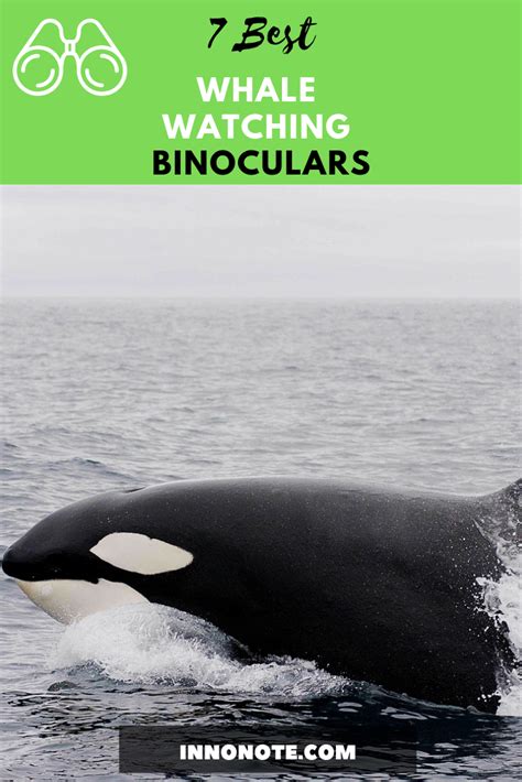 Best Whale Watching Binoculars | Whale watching, Whale, Binoculars