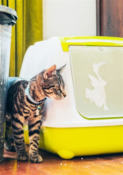 Get cat litter and a new disposable litter box every month with this subscription service. The Best Cat Litter for Multiple Cats | Your Purrfect Kitty