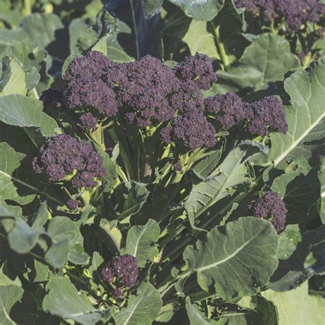 New Broccoli Kohlrabi Varieties Introduced For 2020 Spring Gardens