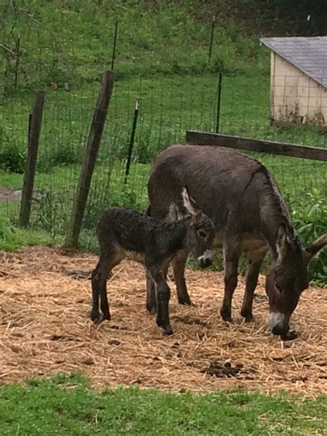 Mommy And Daughter 1 Hour Old Cute Donkey Horses Cute Animals