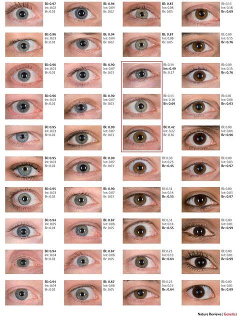Pin By Jason Denicola On Learning Tips Blue Eye Color Eye Color