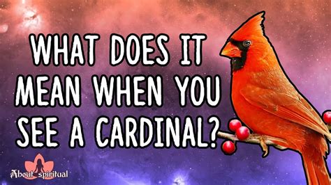 What Does It Mean When You See A Cardinal Youtube