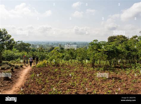 Lush Vegetation Agriculture And Farmland In Rural Southern Ethiopia