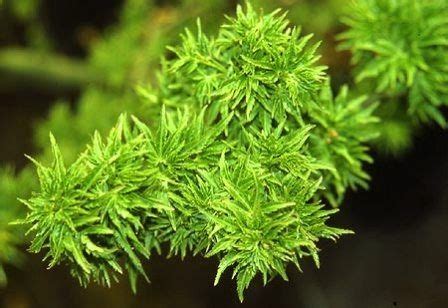 This slow growing maple has somewhat glossy leaves that are curled and/or kinked up. Acer palmatum 'Shishigashira' - Plant ID @ HCP