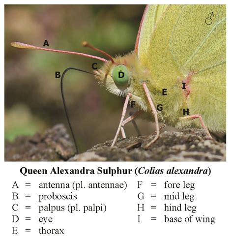 Northwest Butterflies Anatomy And Wing Terminology