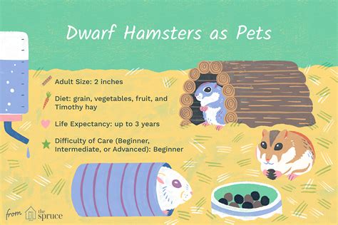 Keeping And Caring For Dwarf Hamsters As Pets