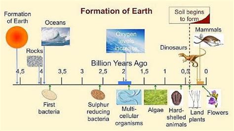 Multicellular Organisms Evolution Characteristics Theories Examples