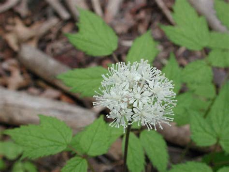 White Baneberry Actaea Pachypoda 07 Wild Flowers Of Sleepy Hollow