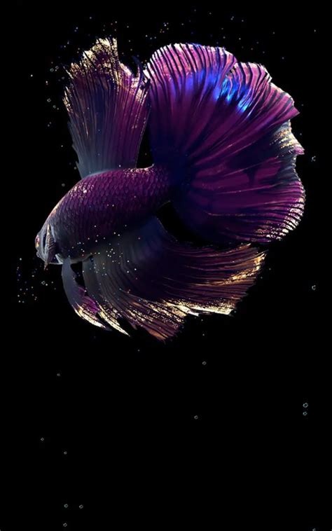 Betta Fish Live Wallpaper Free Free Android Live Wallpaper Download