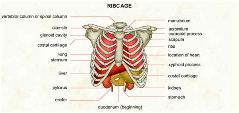 14 Causes Of Pain Under Right Rib Cage
