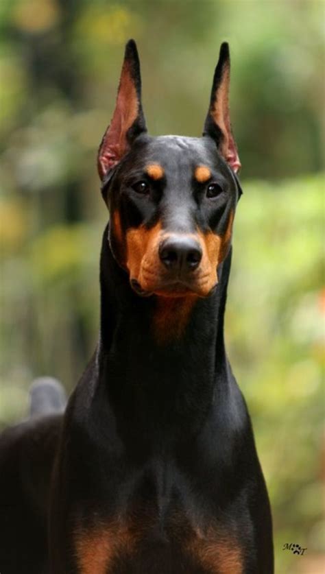 Breathtakingly Beautiful Doberman Dogs Doberman Pinscher Dog Breeds