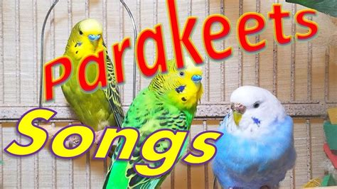 1 Hr Pleasant Songs Of Parakeets Eating Singing Budgies Chirping