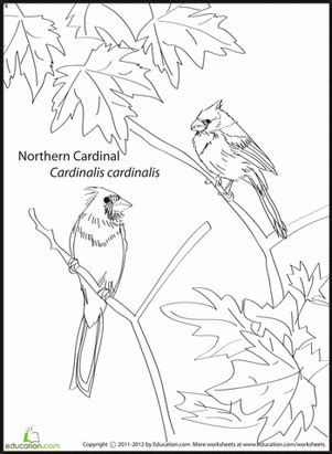 Tinker bell is a very cute little working angel from the peter pan story. Northern Cardinal | Coloring Page | Education.com