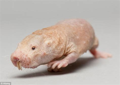 Naked Mole Rats Among Evolution S Weirdest Creatures Daily Mail Online