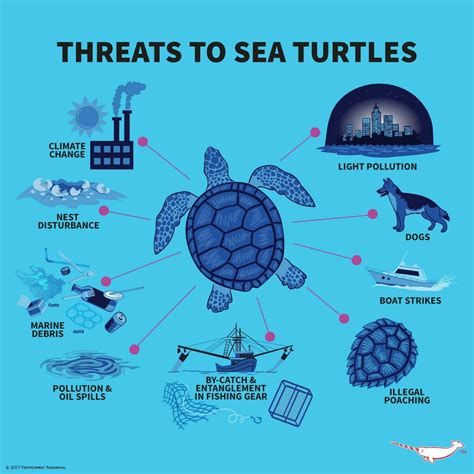 The Negative Impact Of Coastal Development On Sea Turtles