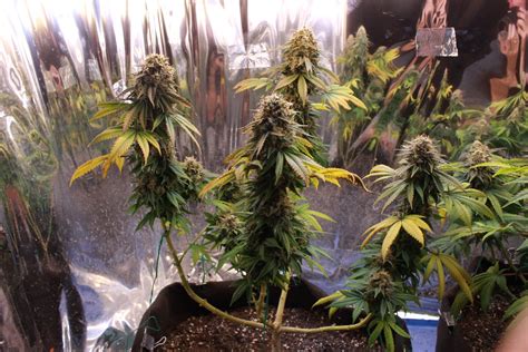 Phototropic S First Grow Pure Power Plant In Soil Under Cfl Page