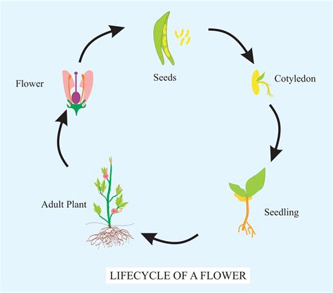 Draw The Life Cycle Of The Flowering Plant How Are Cotyledons Useful