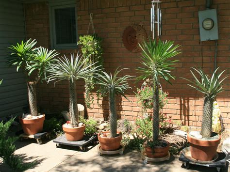 We did not find results for: How To Grow and Care for a Madagascar Palm | World of ...