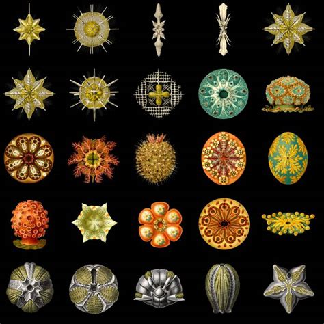 Ernst Haeckel The Definition Of Inspiration Oceanic Scales