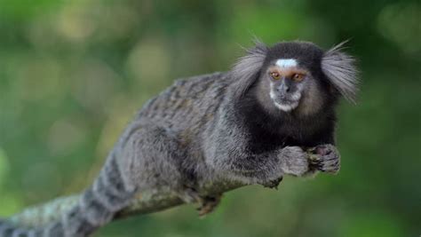 They live high up in rainforest trees. Black Tufted Marmoset - Pet | Diet | Baby | Facts ...