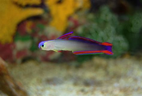 Purple Firefish Goby A Delicate Beauty Deep Sea Creatures Animals