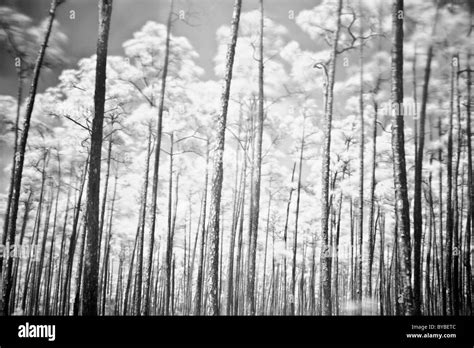 Infrared Photograph Of A Forest Of Long Pine Trees Aptly Named Long