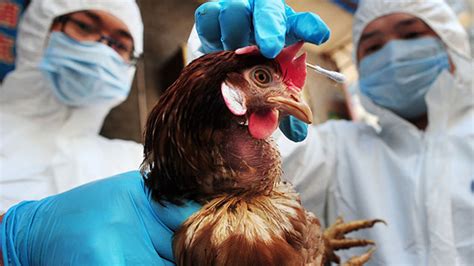 Defra Raises Uk Bird Flu Risk Level Farmers Weekly