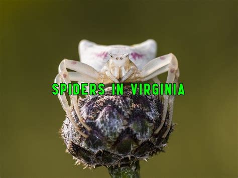 44 Common Spiders In Virginia Pictures And Identification