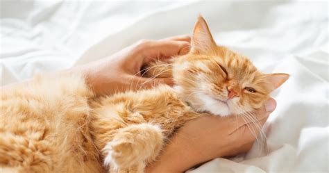 Ginger Cat Appreciation Reasons Ginger Cats Are So Special
