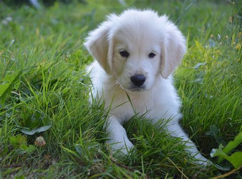 Chiot Golden Retriever Chien Photo Gratuite Sur Pixabay Pixabay