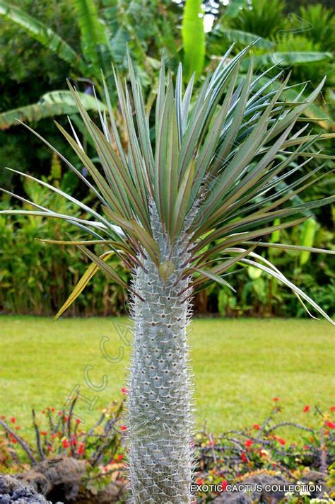 5 Seeds Pachypodium Geayi Rare Madagascar Tree Palm Succulent Cacti