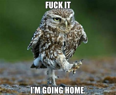 Owl Photos Owl Pictures Funny Animal Pictures Funny Photos Funny