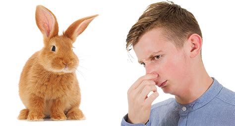 Why Do Rabbits Stink Controlling And Identifying Bunny Smells