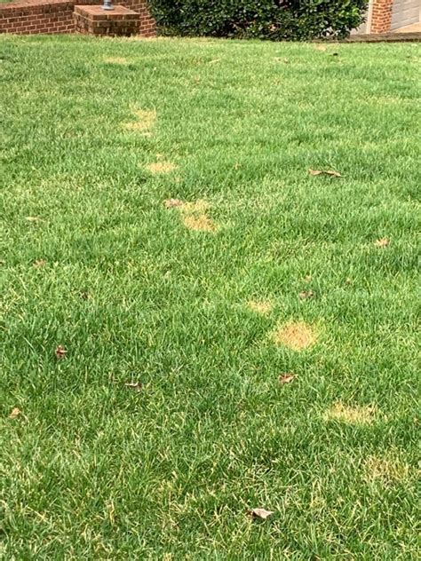 Tall Fescue Damage Nc State Extension