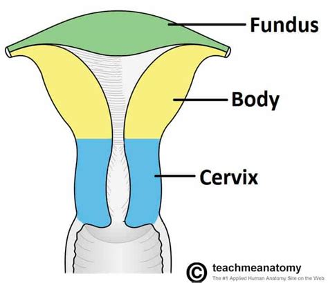 the uterus structure location vasculature teachmeanatomy