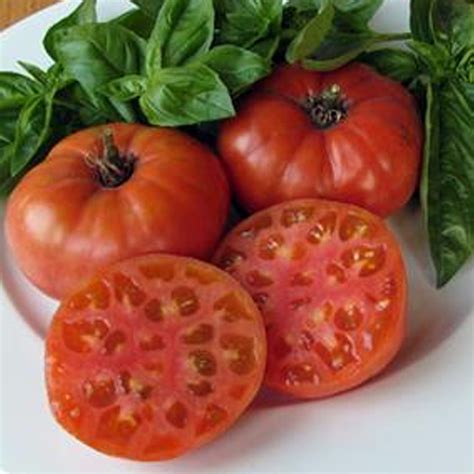 Tomato Mortgage Lifter 10cm Garden World Nursery