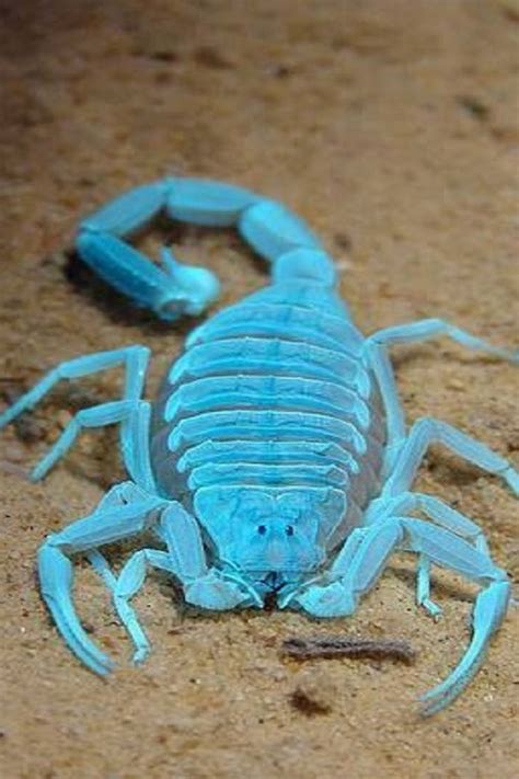 The Most Deadliest Scorpion In America Video In 2020 Animals