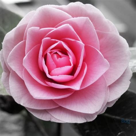 Pinkish By Lsnce57 Beautiful Pink Roses Rose Photography Pinkish