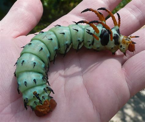Insect Spotlight Hickory Horned Devil Houseman Services
