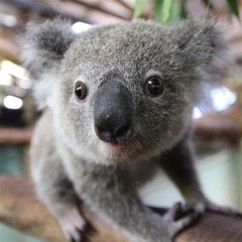 Hermosas Tiernos Imagenes De Koalas