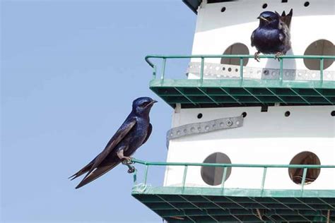 What Types Of Wild Birds Are Visiting My Backyard Gardeners Path