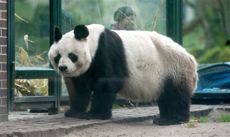 Berliner Zoo Baut Neue Panda Anlage Bz Die Stimme Berlins