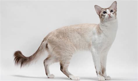 Balinese Cat Cat Breed History And Some Interesting Facts