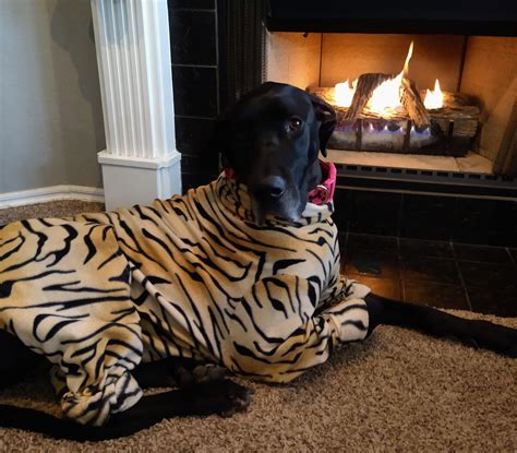 My Great Dane Is Always Cold During The Winter And It S Hard To Find Clothes In Her Size So My