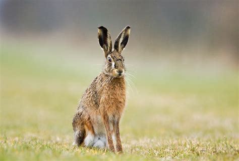 New Forest The Rare Brown Hare New Forest Commoner