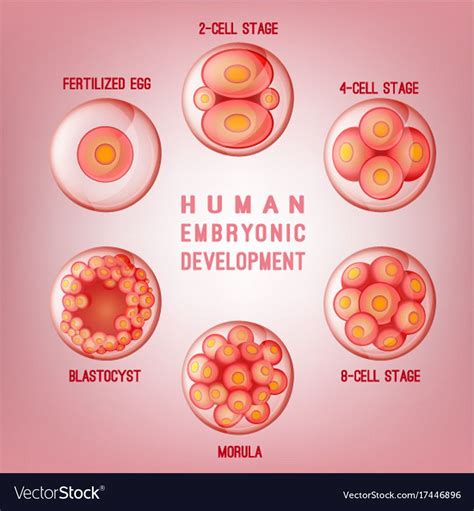 Cell Division Embryo Cell Division