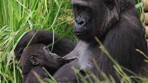 Baby Gorilla At San Diego Zoo Playing And Nursing Youtube