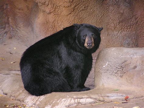 Ursus Americanus North American Black Bear In Zoos