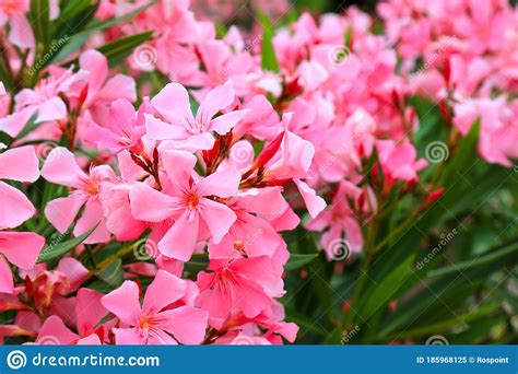 Flowers Of Pink Oleander Nerium Oleander Bloomed In The Spring Shrub